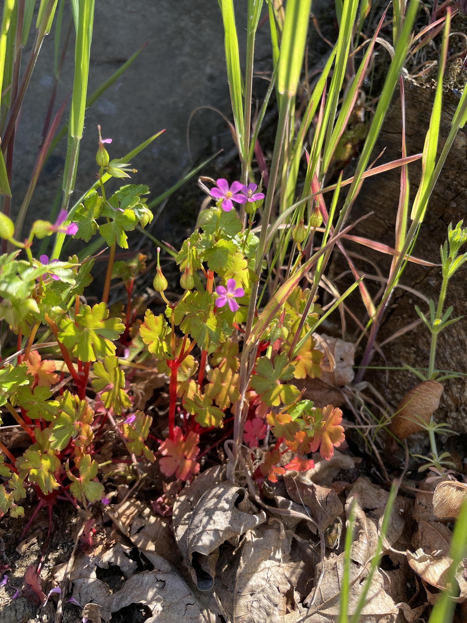Geranium lucidum