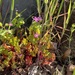 Shining Crane's-bill
