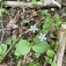 Candy Flower