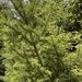 spruces