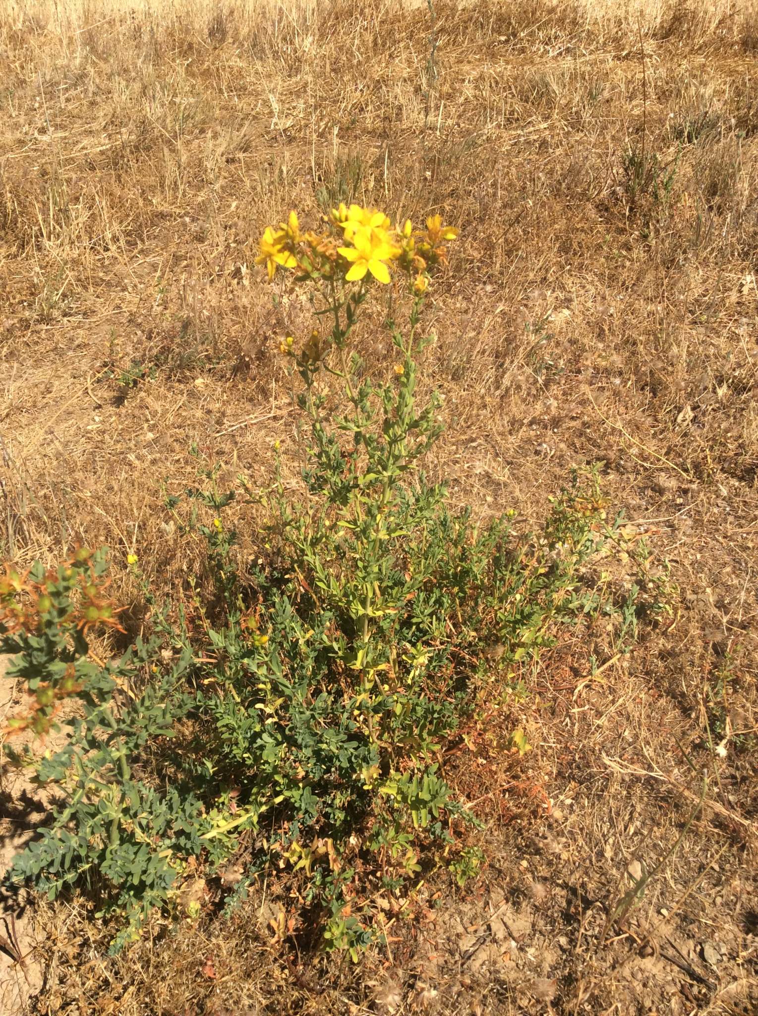 Hypericum perforatum