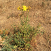 Common St. John's Wort