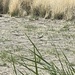 Killdeer