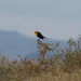 Yellow-headed Blackbird