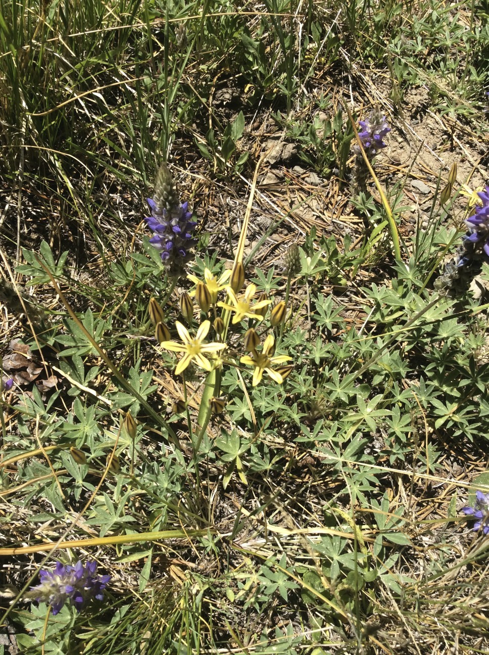 Triteleia ixioides