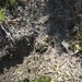 Western Toad