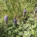 Dwarf Lupine