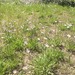 Subalpine Fleabane
