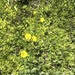 primrose monkeyflower