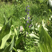 Columbian Monkshood