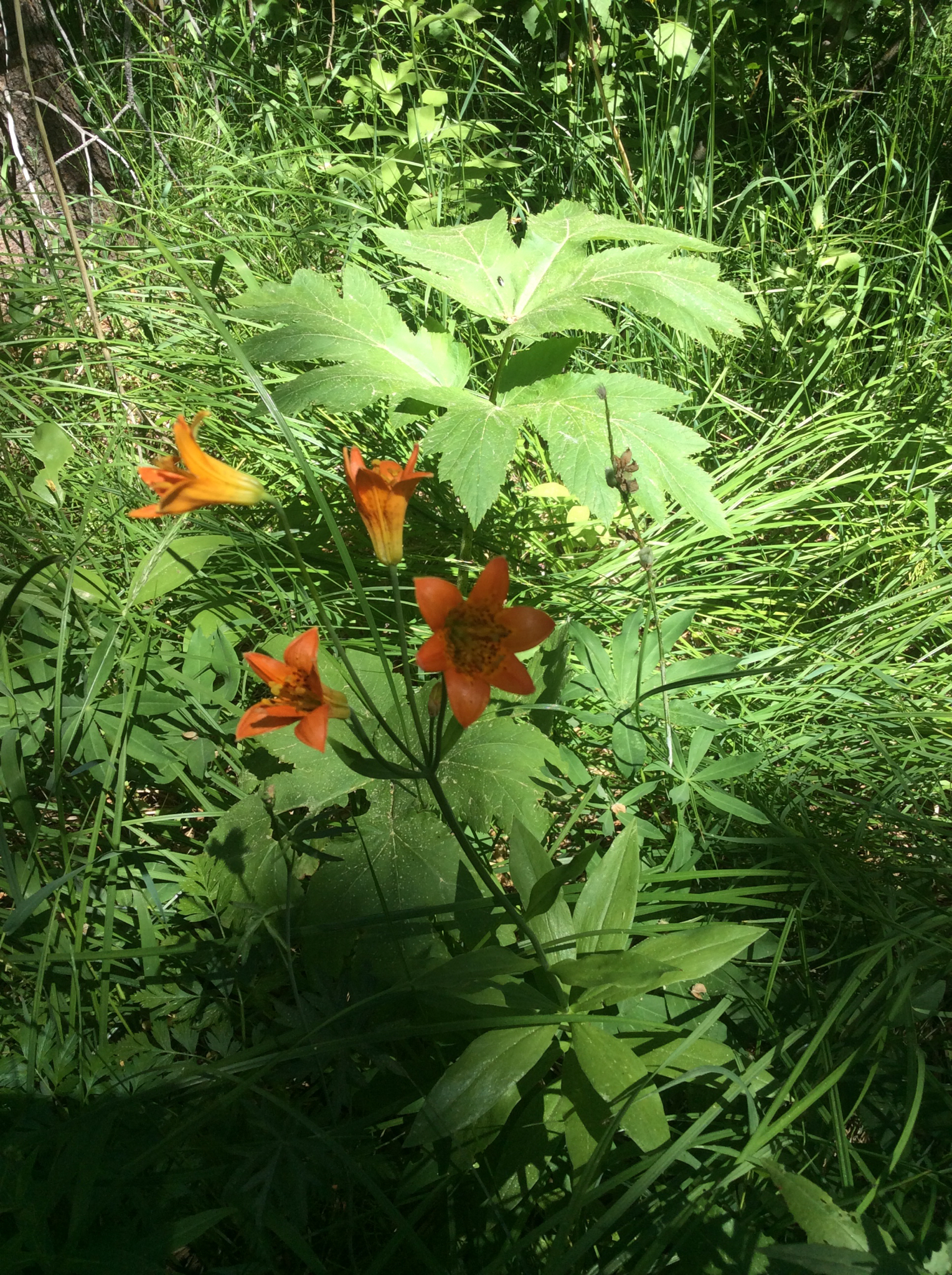 Lilium parvum