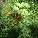 Sierra Tiger Lily