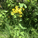 groundsels