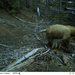 American Black Bear