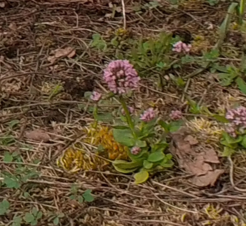 Plectritis congesta