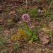shortspur seablush