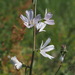 Meadow Checker-mallow