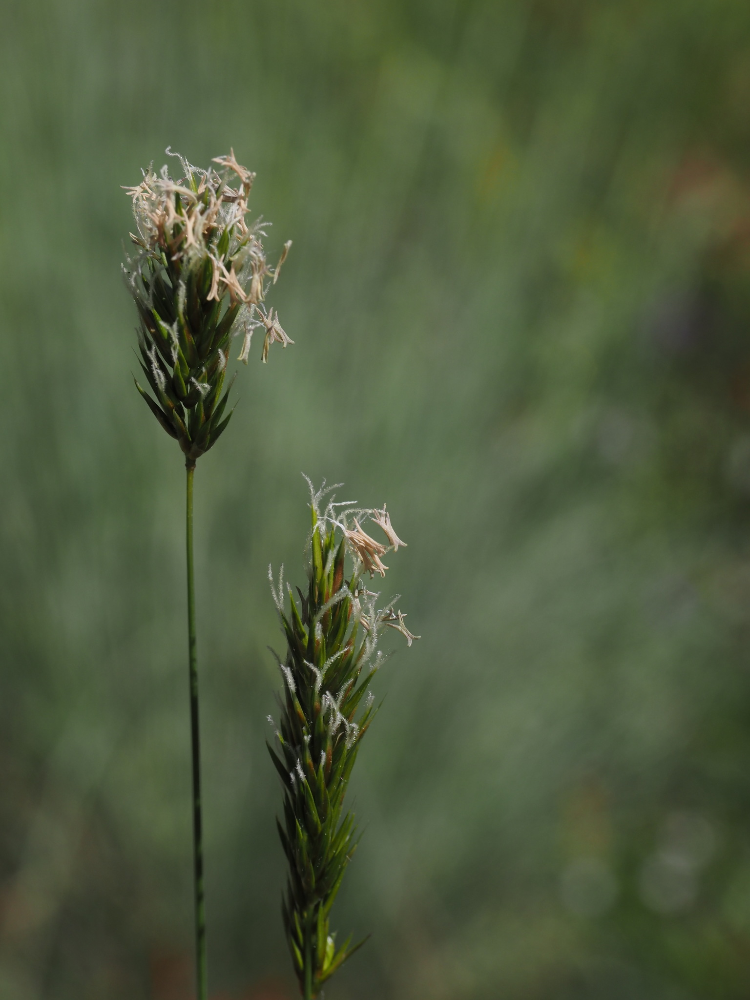 Poaceae