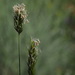 grasses