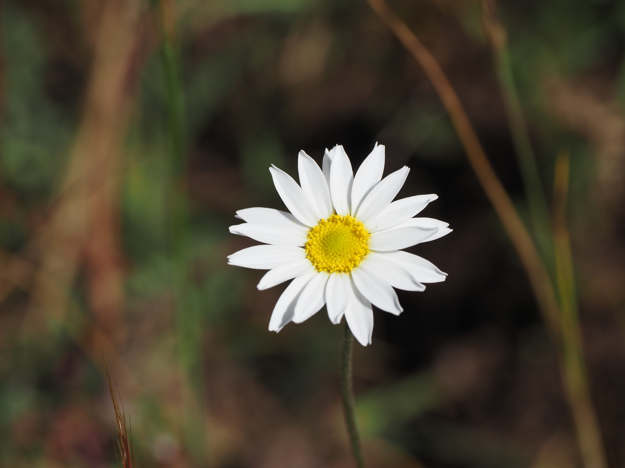 Anthemideae