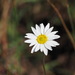 Chamomiles, yarrows, and allies