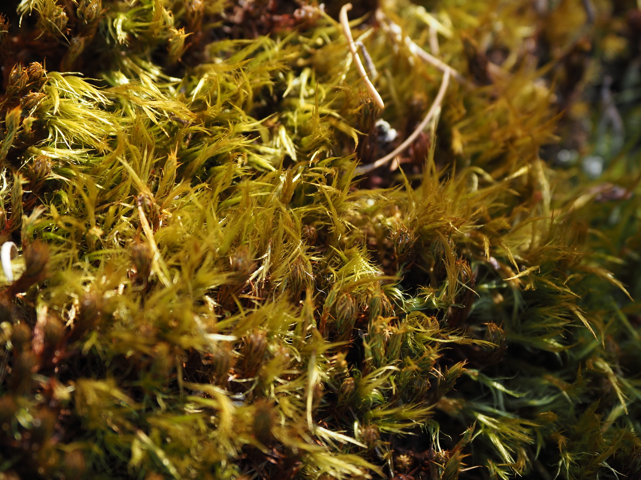 Pulvigera lyellii