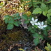 trailing blackberry