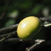 California Gall Wasp
