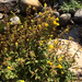 seep monkeyflower