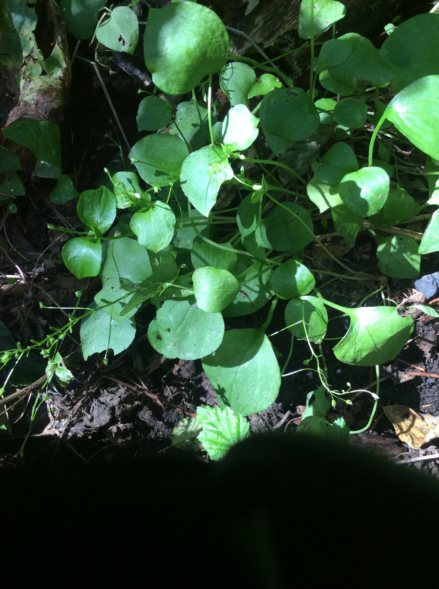 Claytonia sibirica