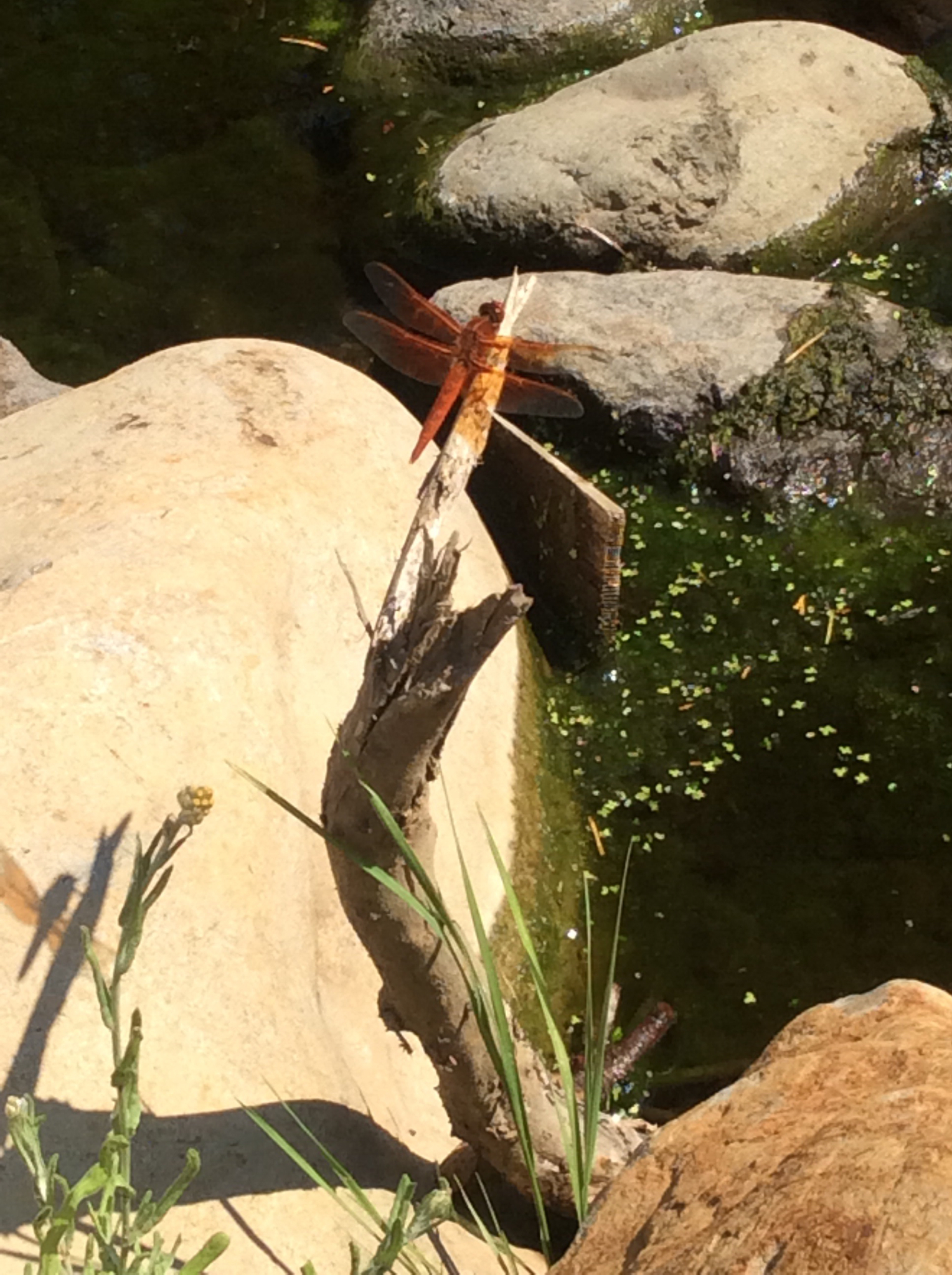 Libellula saturata