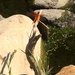 Flame Skimmer