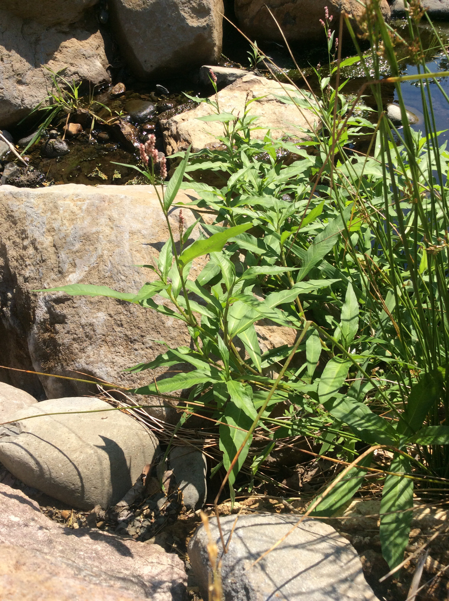 Persicaria