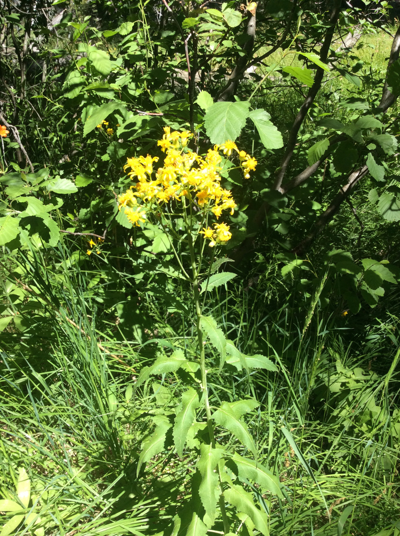 Senecio triangularis