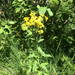 Arrowleaf Senecio