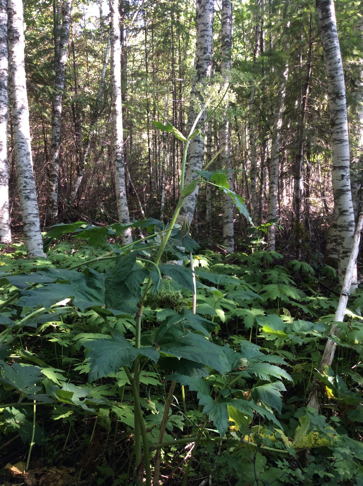 Heracleum maximum