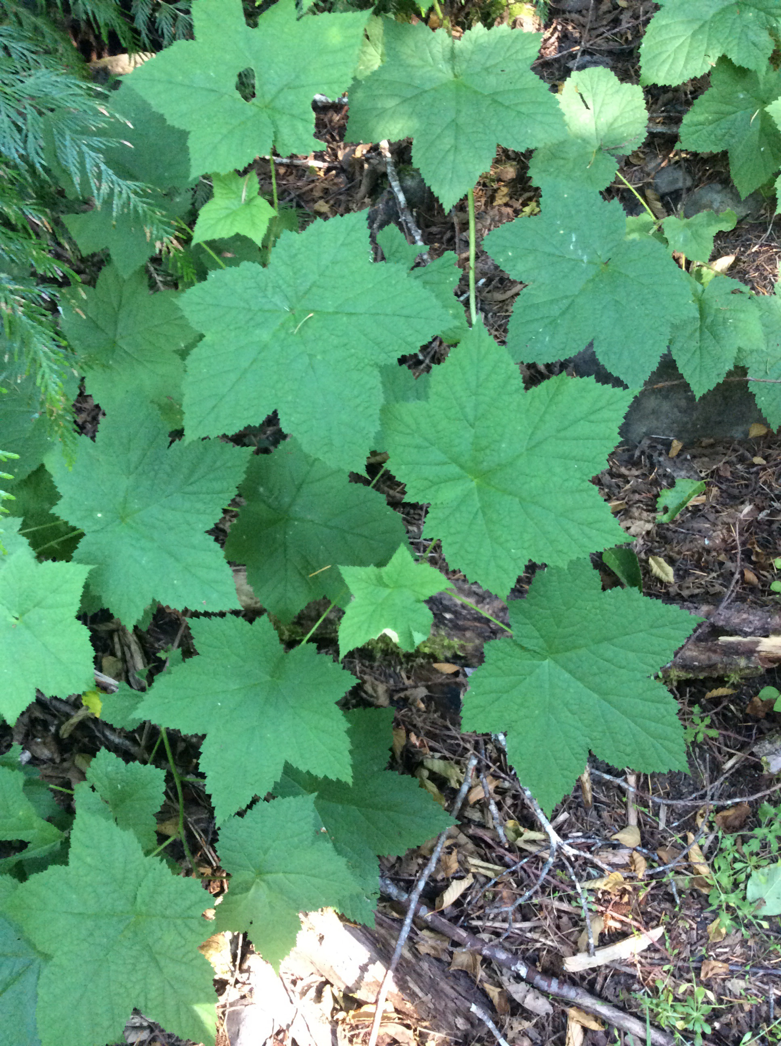 Rubus parviflorus