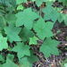 thimbleberry