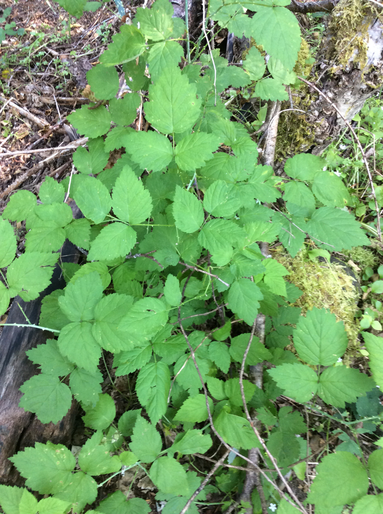 Rubus leucodermis