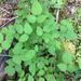 whitebark raspberry
