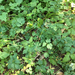 mountain sweet cicely