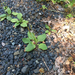 greater plantain
