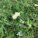oxeye daisy