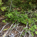 Red Alder