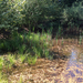 broadleaf cattail