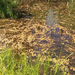 floating-leaved pondweed