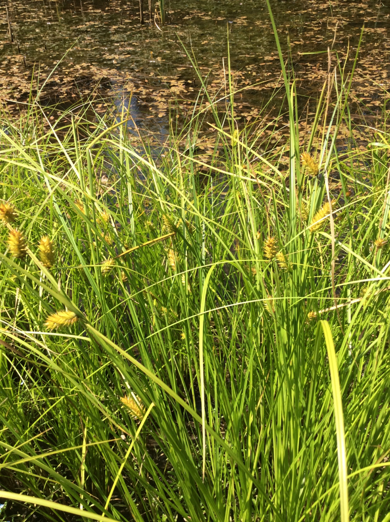 Carex exsiccata