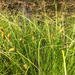 western inflated sedge