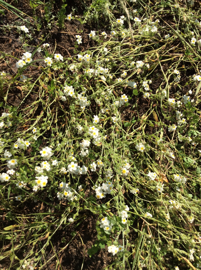 Cryptantha