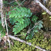 Cascade Oregon-grape